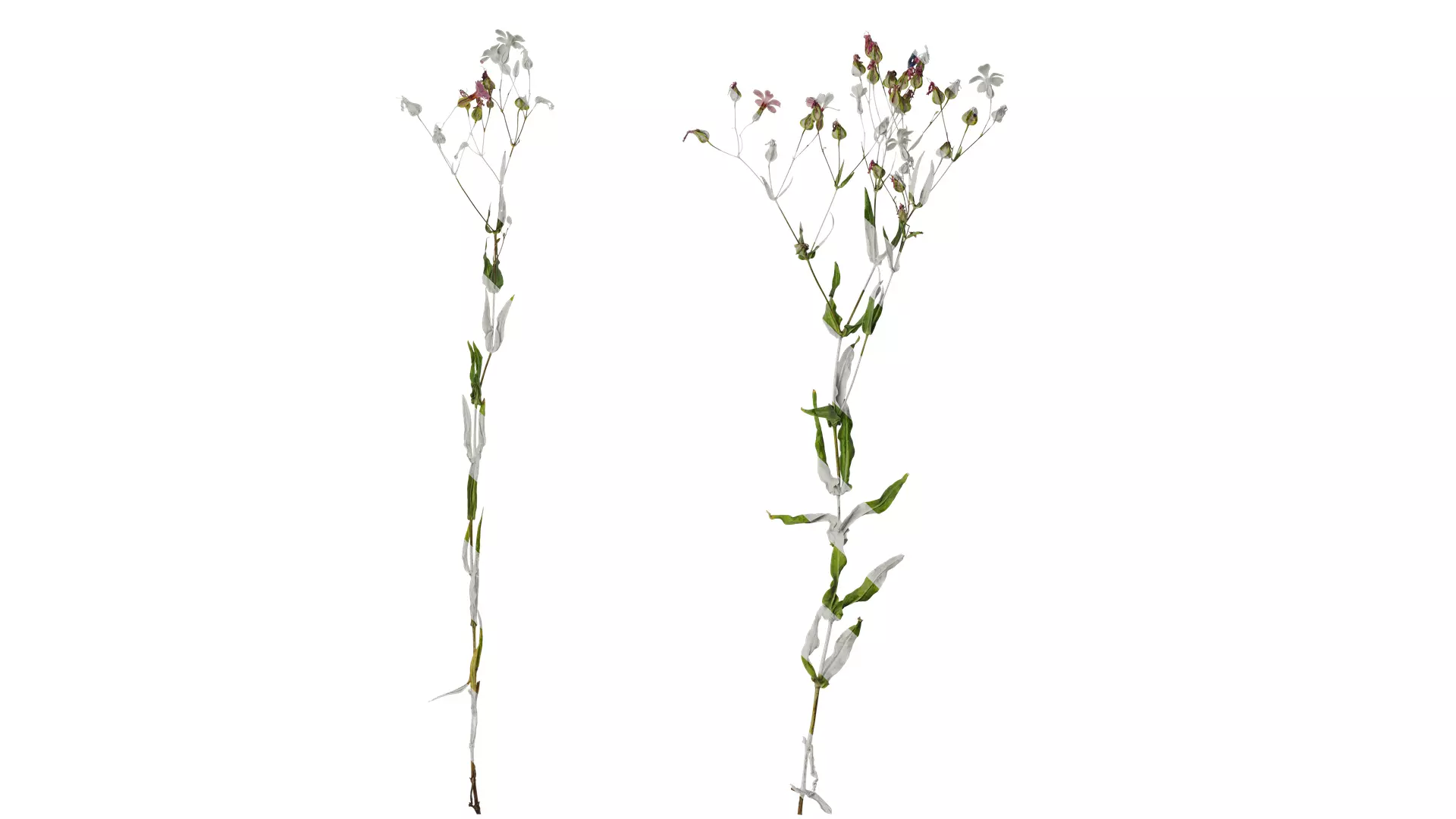 Anydrafts Vaccaria hispanica Atlas 02 Texture_0