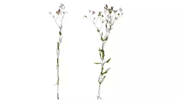 Anydrafts Vaccaria hispanica Atlas 02