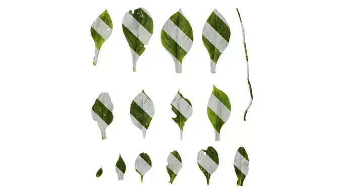 Anydrafts Hemiboea henryi Leaf 01