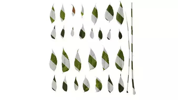 Anydrafts Koelreuteria paniculata Leaf 22