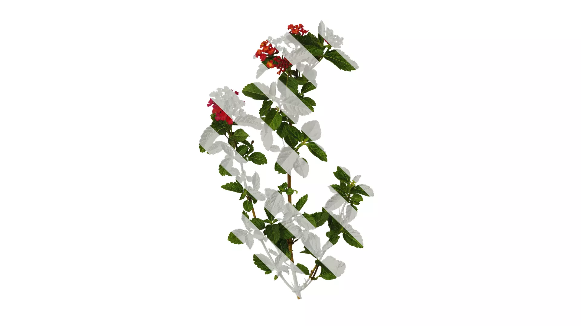 Anydrafts Lantana camara Atlas 07 Texture