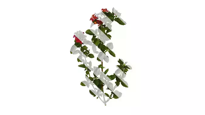 Anydrafts Lantana camara Atlas 07