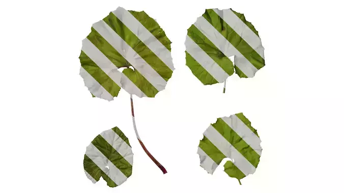 Anydrafts Petasites japonicus Leaf 02