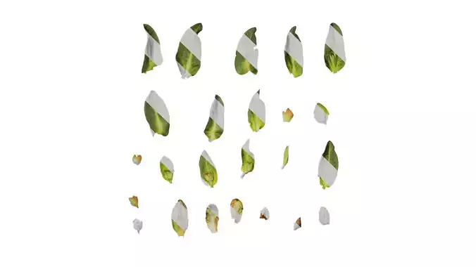 Anydrafts Rhodiola rosea Leaf 01