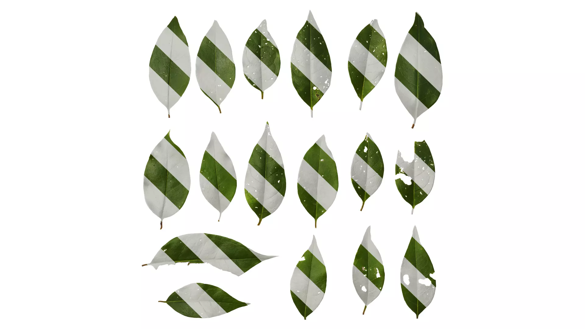 Anydrafts Ligustrum compactum Leaf 10 Texture