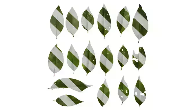 Anydrafts Ligustrum compactum Leaf 10