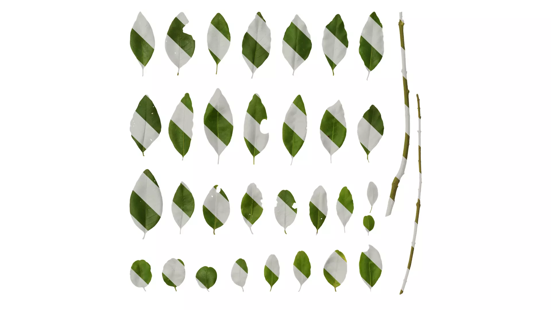 Anydrafts Ligustrum quihoui Leaf 07 Texture