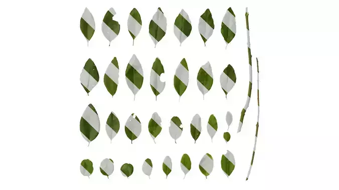 Anydrafts Ligustrum quihoui Leaf 07