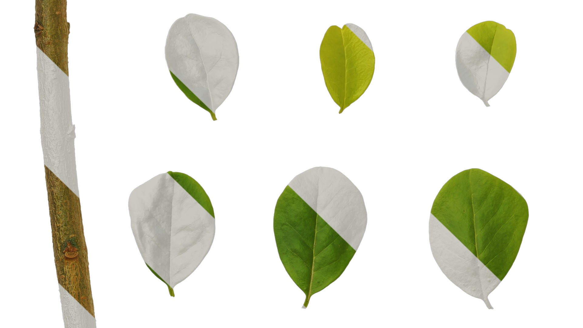 Anydrafts Ligustrum x vicaryi Atlas 07 Texture_5