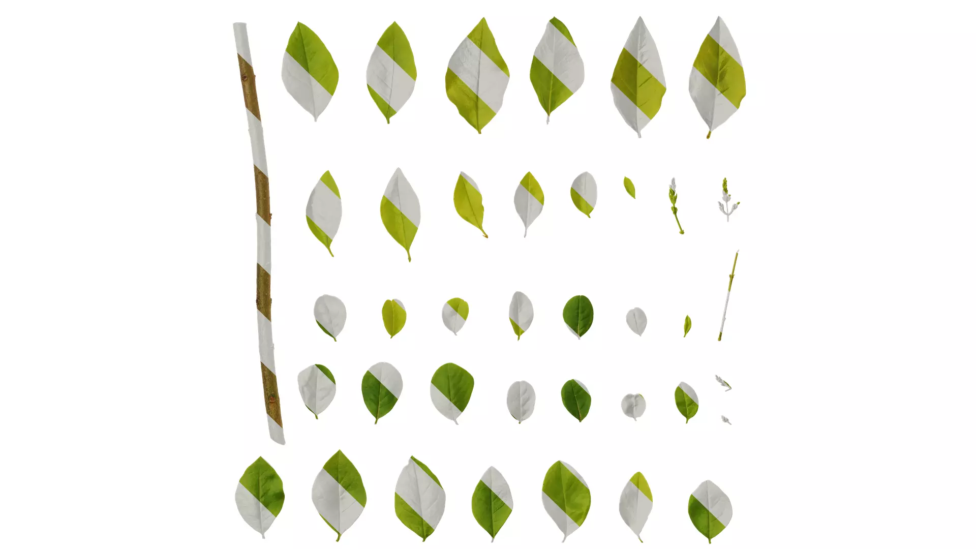 Anydrafts Ligustrum x vicaryi Atlas 07 Texture_0