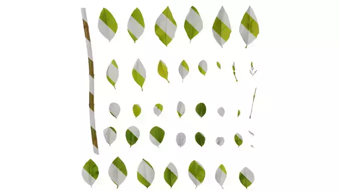 Anydrafts Ligustrum x vicaryi Atlas 07