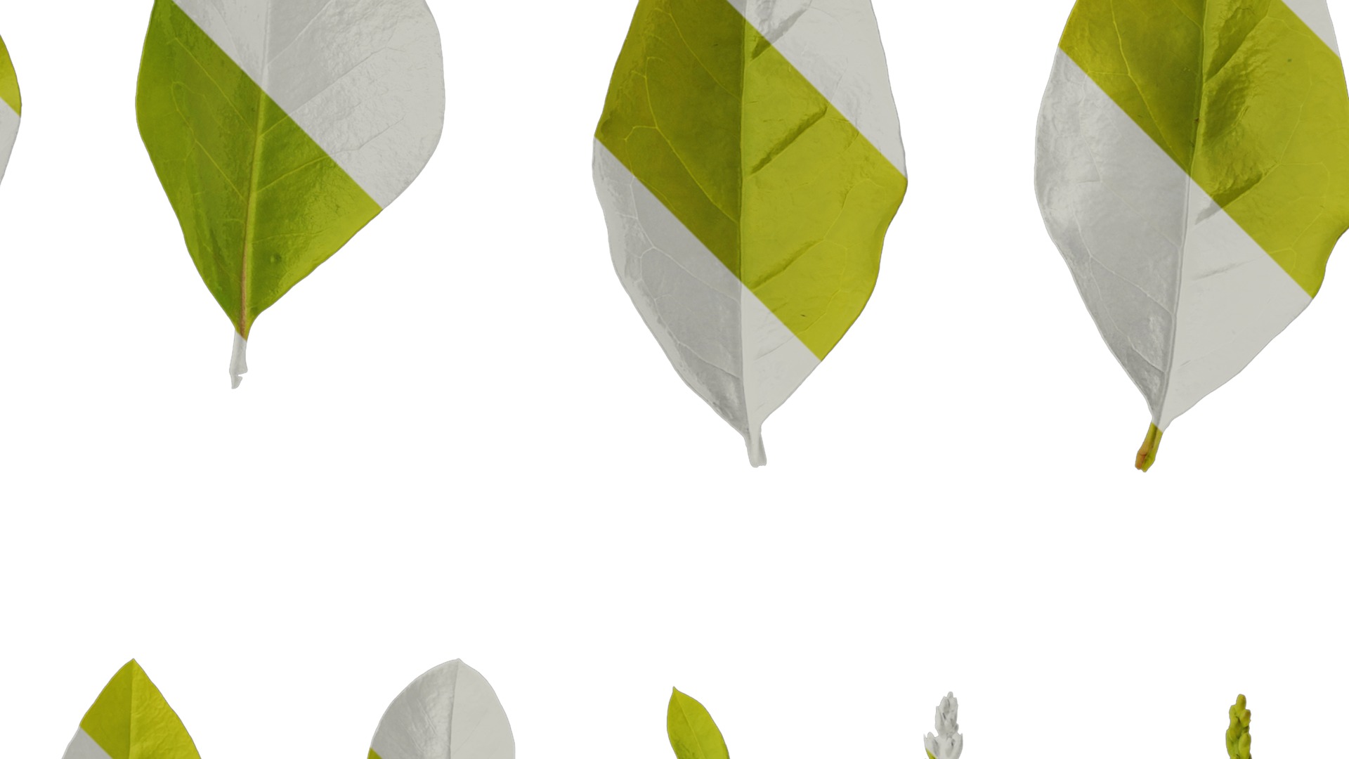 Anydrafts Ligustrum x vicaryi Atlas 07 Texture_2