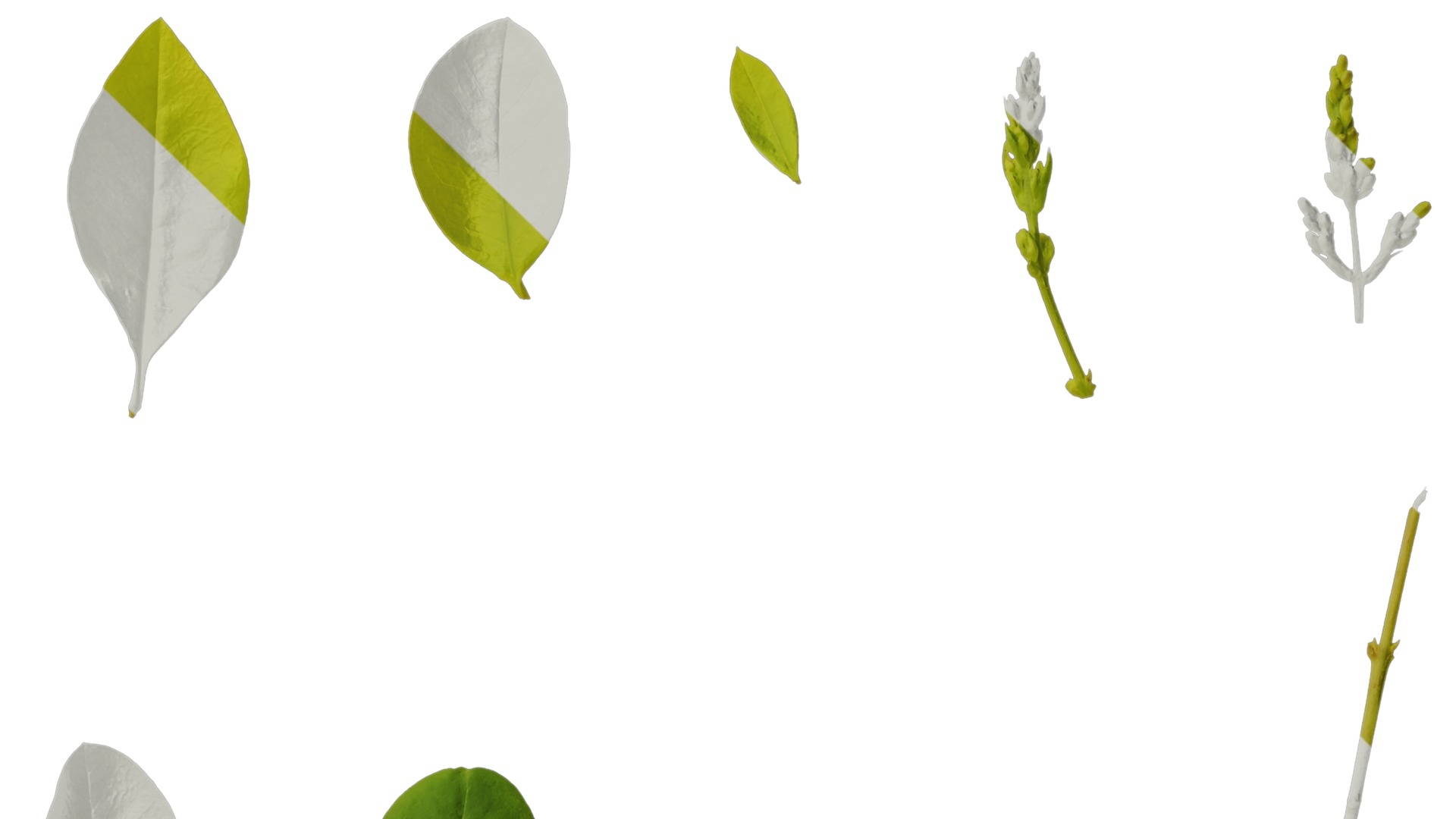 Anydrafts Ligustrum x vicaryi Atlas 07 Texture_4