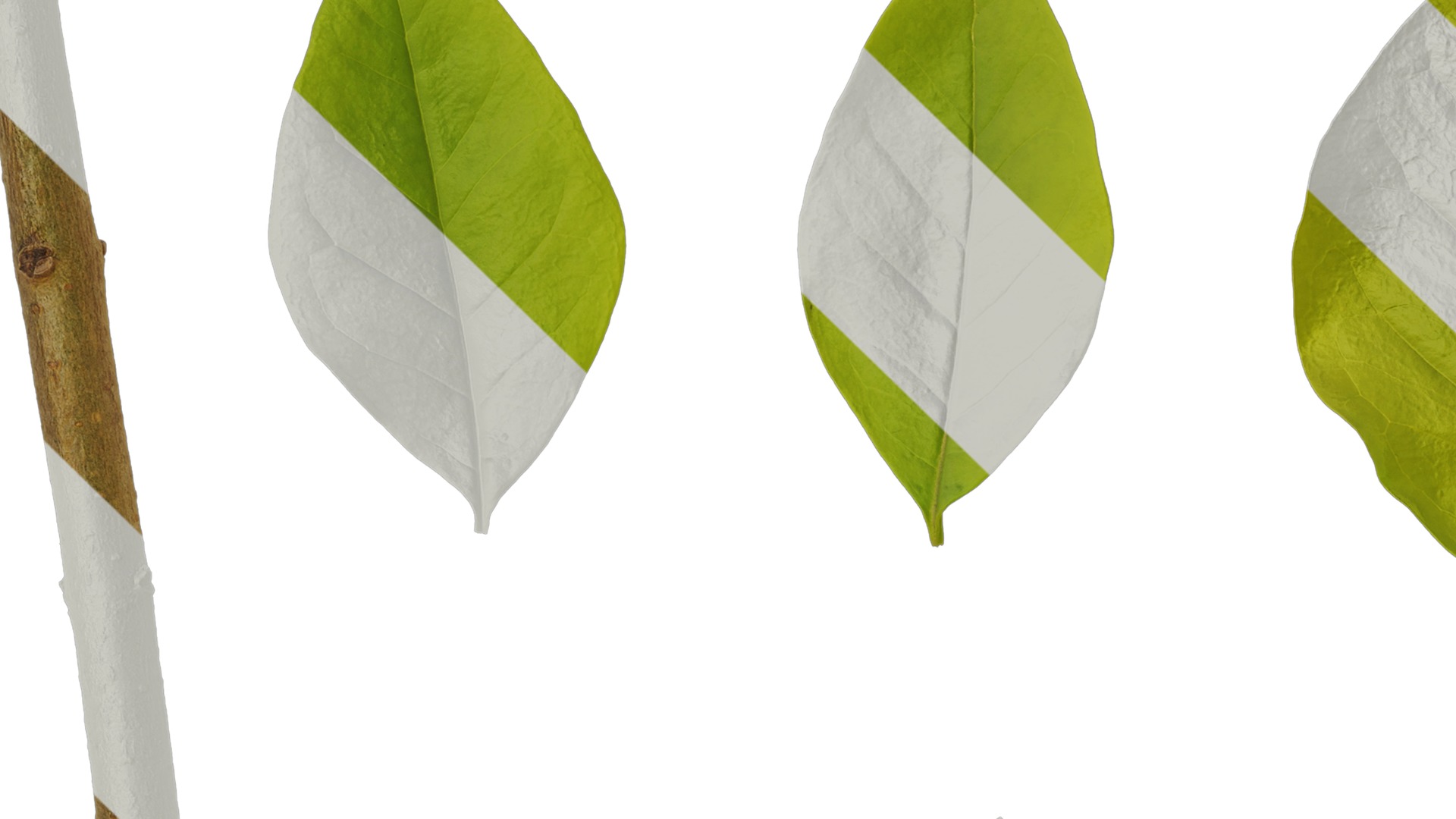 Anydrafts Ligustrum x vicaryi Atlas 07 Texture_1