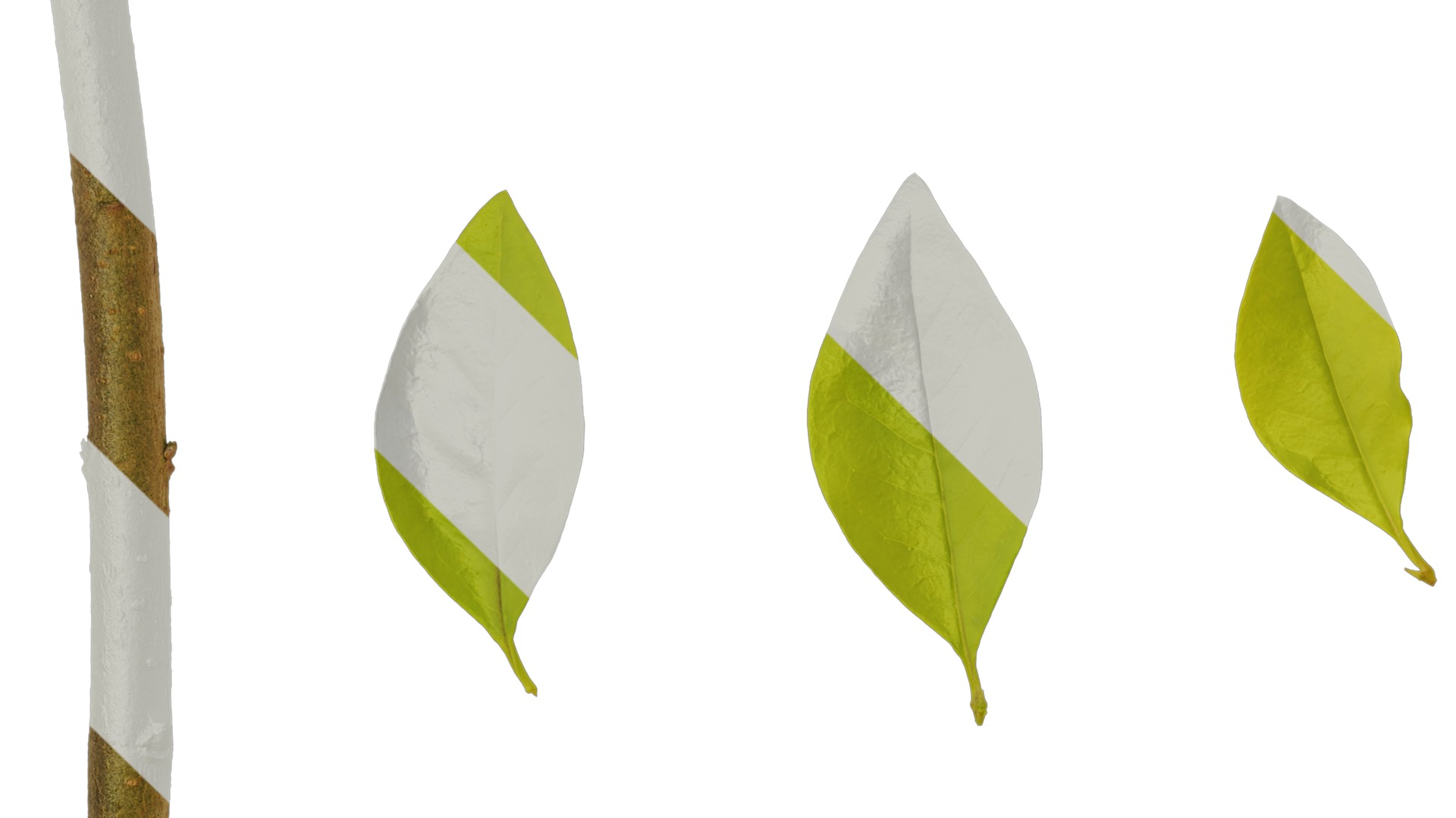 Anydrafts Ligustrum x vicaryi Atlas 07 Texture_3