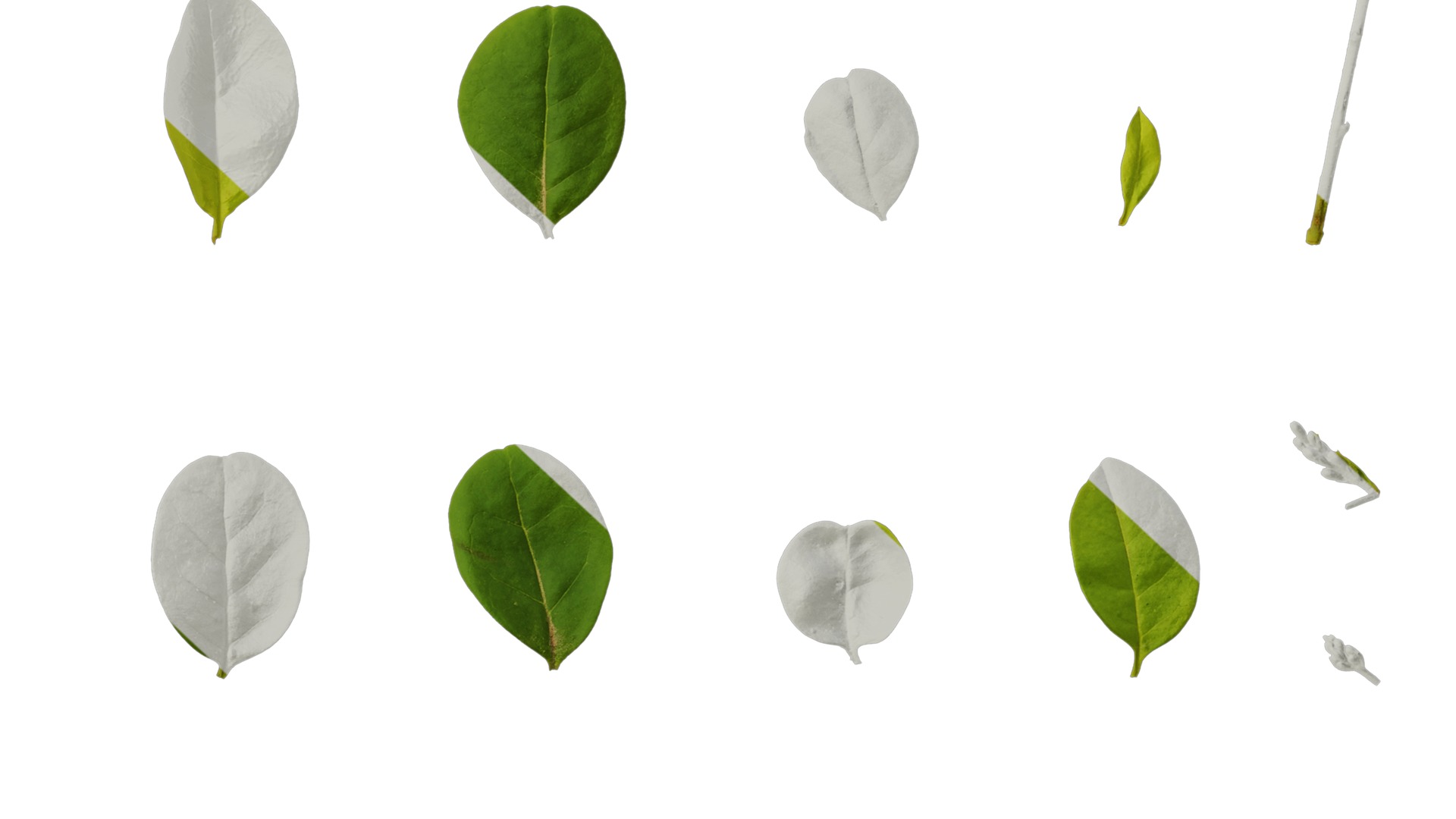 Anydrafts Ligustrum x vicaryi Atlas 07 Texture_6