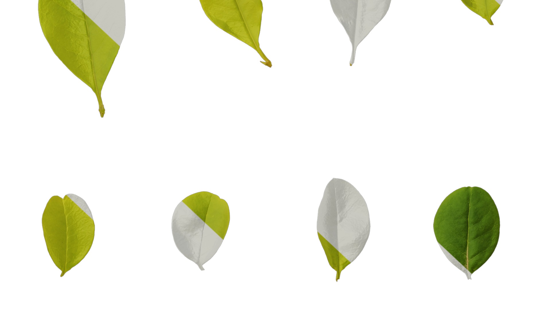 Anydrafts Ligustrum x vicaryi Atlas 07 Texture_7