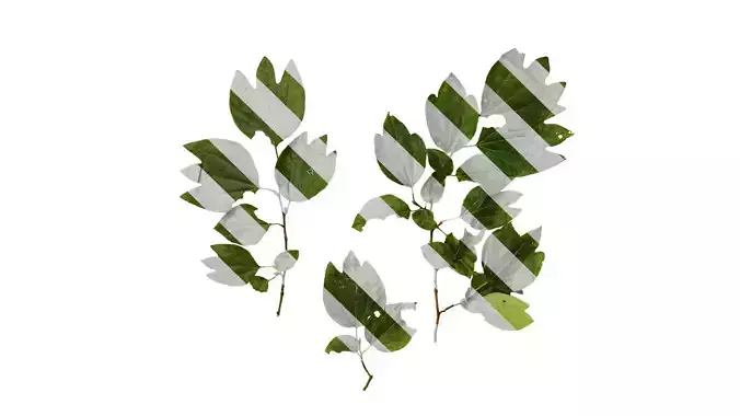 Anydrafts Lindera obtusiloba Atlas 01