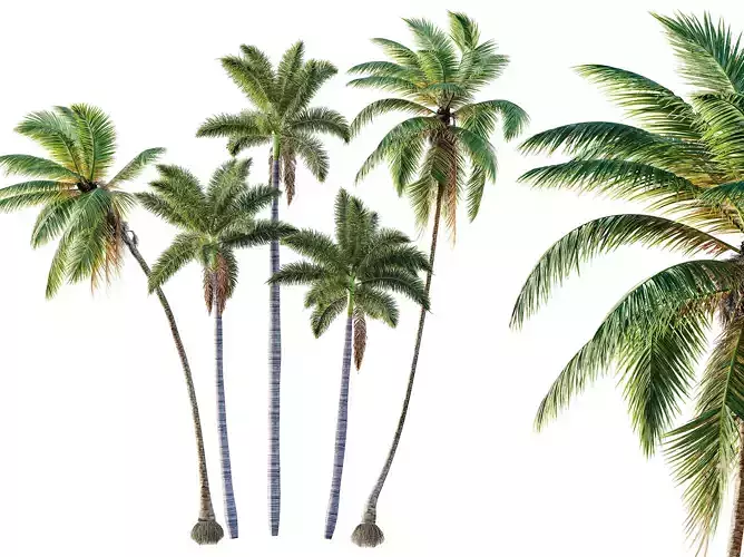 AV Cocos Nucifera Windy and Roystonea Regia palm trees