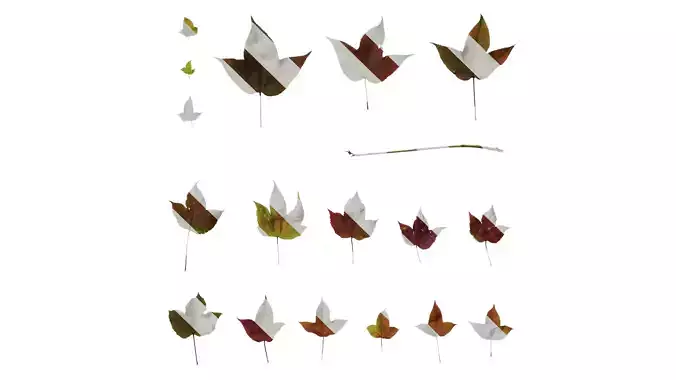 Anydrafts Liquidambar formosana Leaf 10 Texture