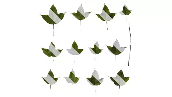 Anydrafts Liquidambar formosana Leaf 11