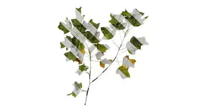 Anydrafts Liriodendron chinense Atlas 01