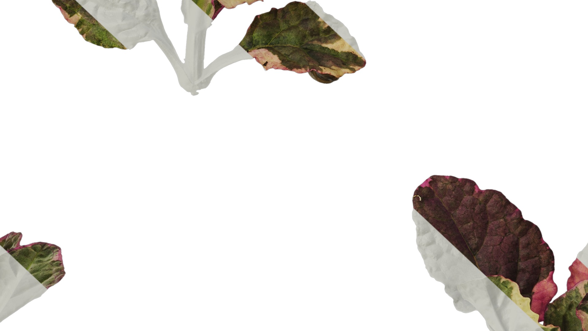 Anydrafts Ajuga reptans burgundy glow Atlas 01 Texture_7