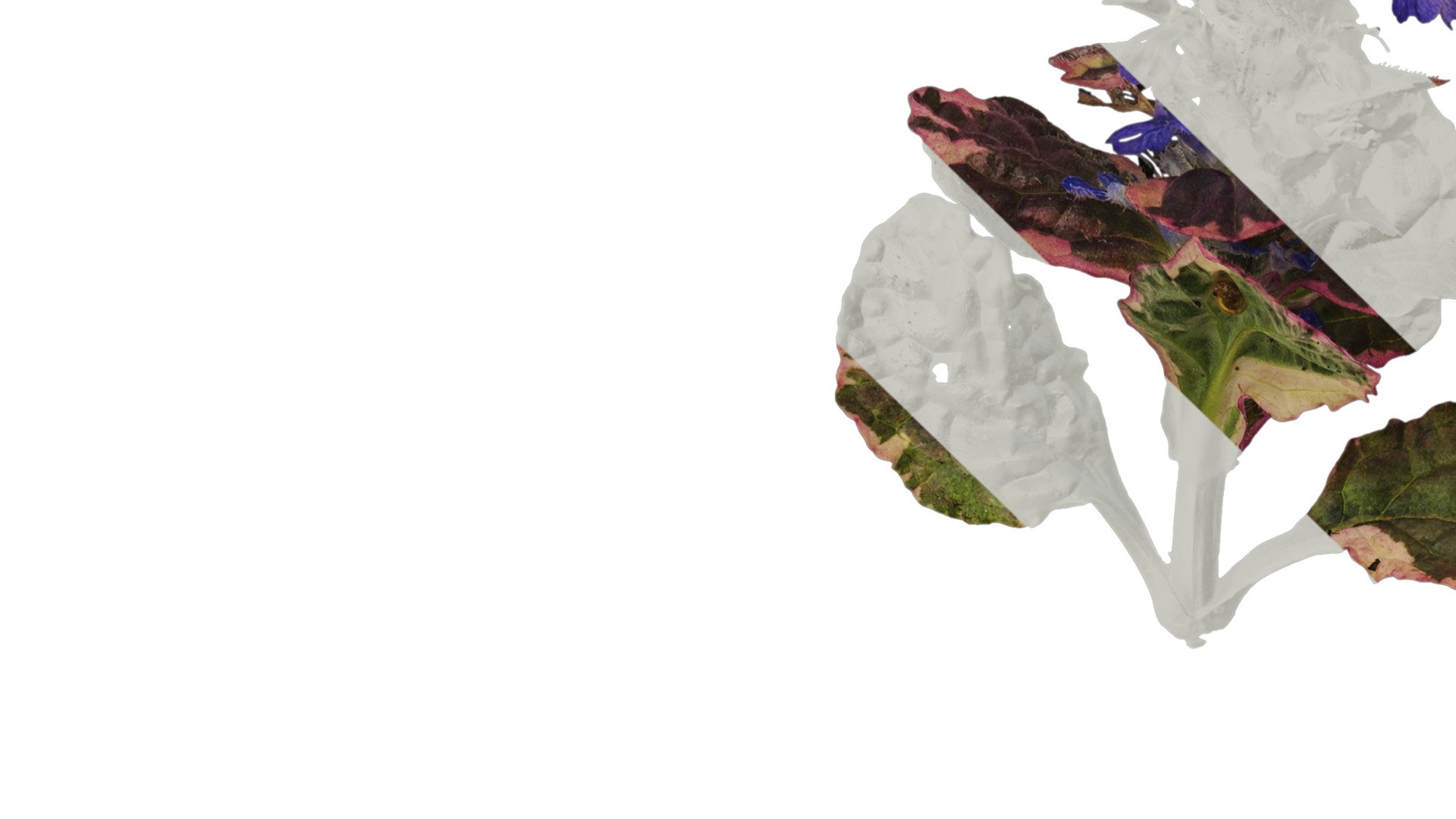 Anydrafts Ajuga reptans burgundy glow Atlas 01 Texture_3