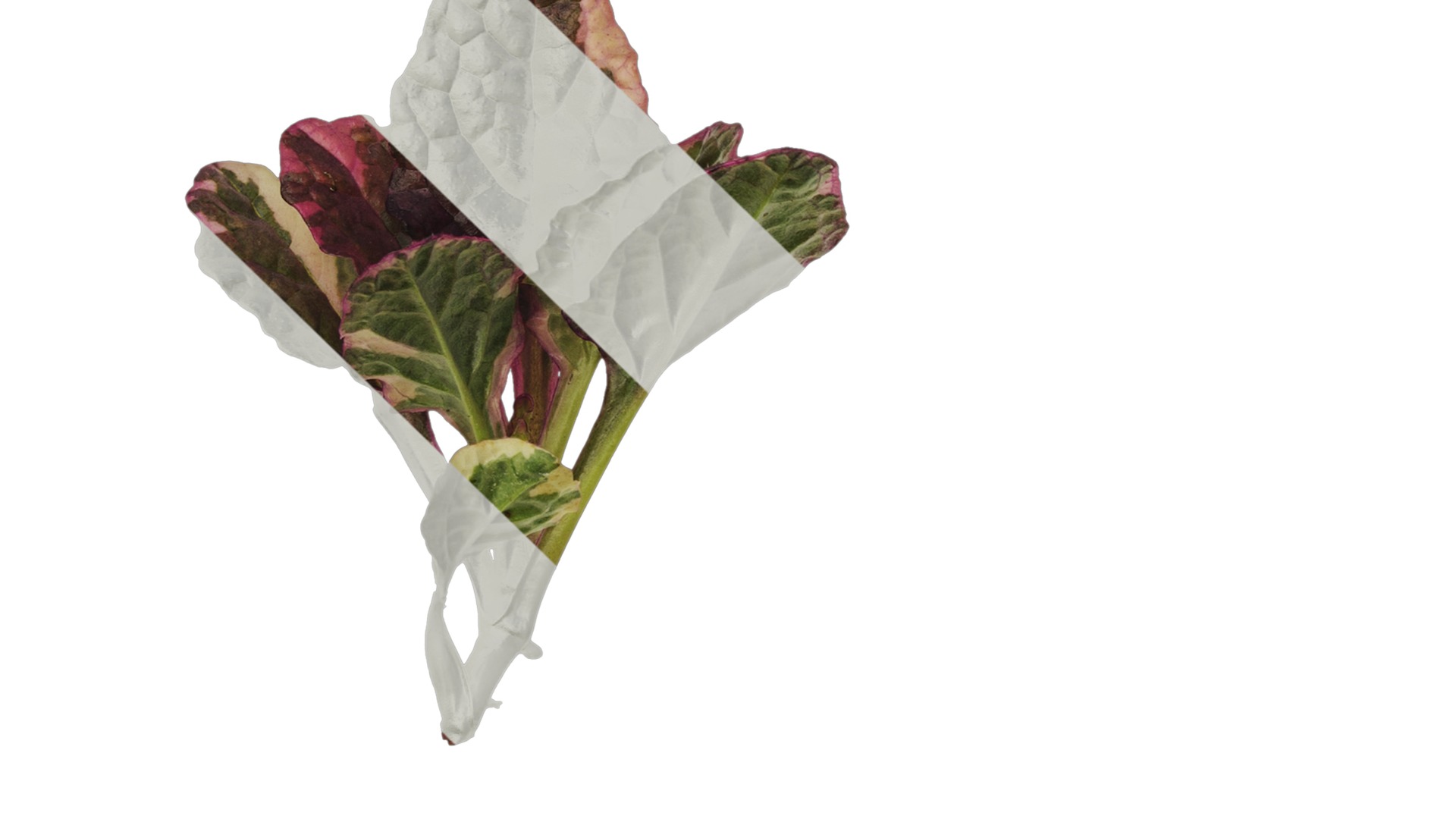 Anydrafts Ajuga reptans burgundy glow Atlas 01 Texture_5