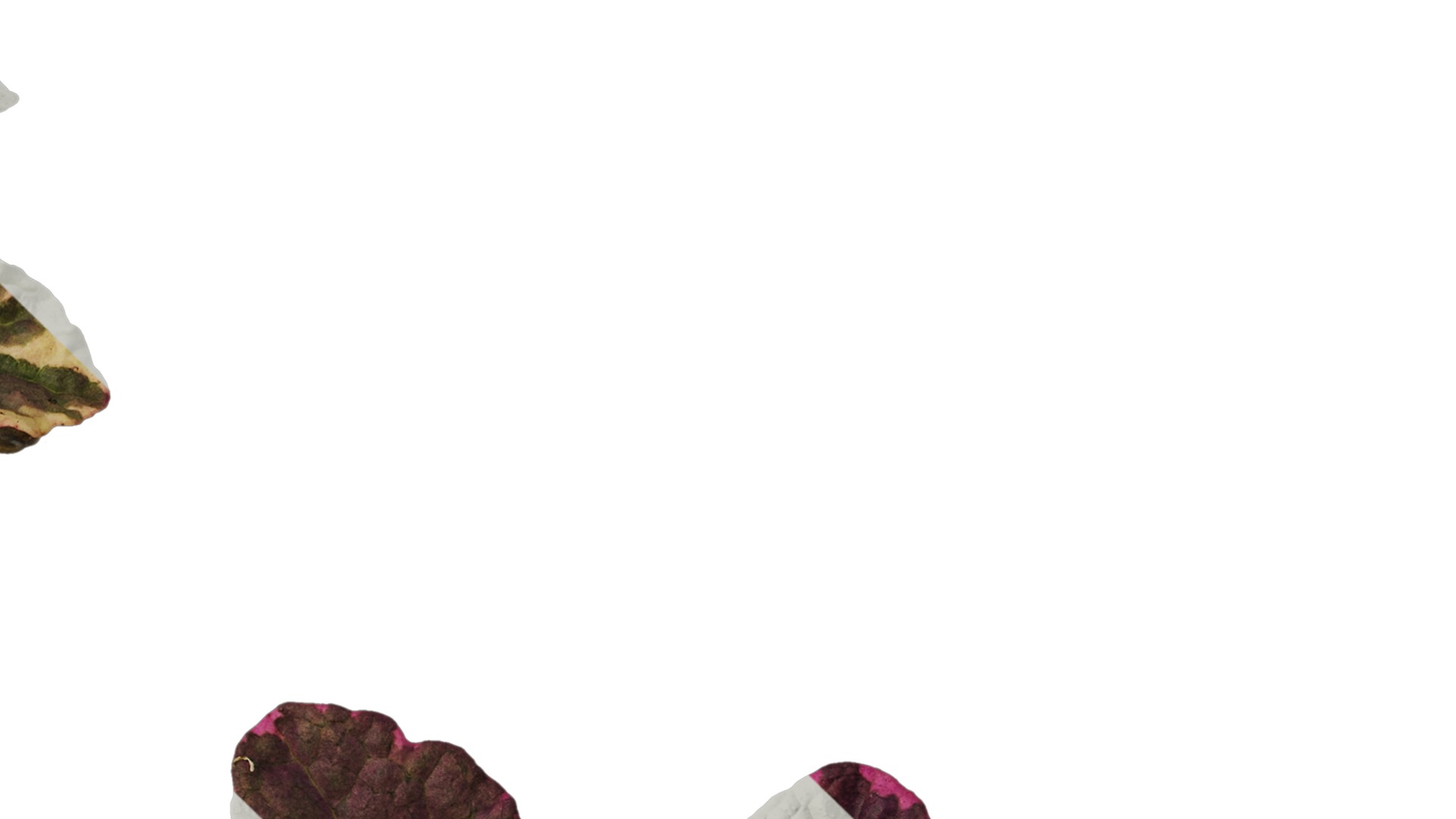 Anydrafts Ajuga reptans burgundy glow Atlas 01 Texture_4