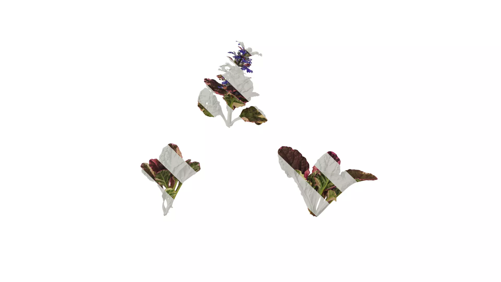 Anydrafts Ajuga reptans burgundy glow Atlas 01 Texture_0