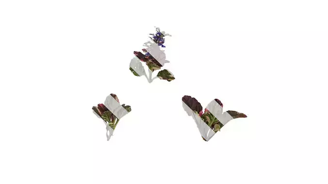 Anydrafts Ajuga reptans burgundy glow Atlas 01