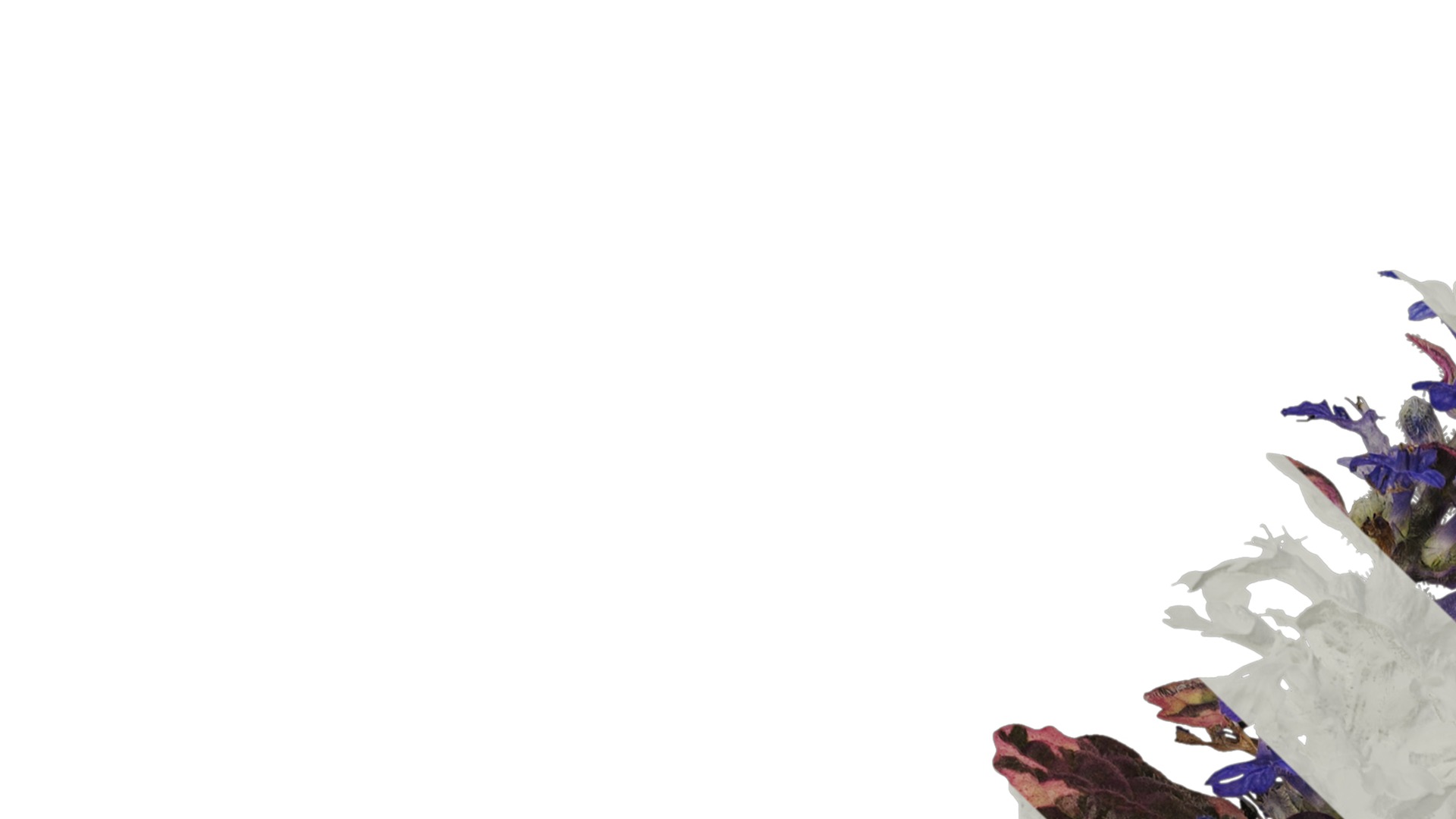 Anydrafts Ajuga reptans burgundy glow Atlas 01 Texture_1