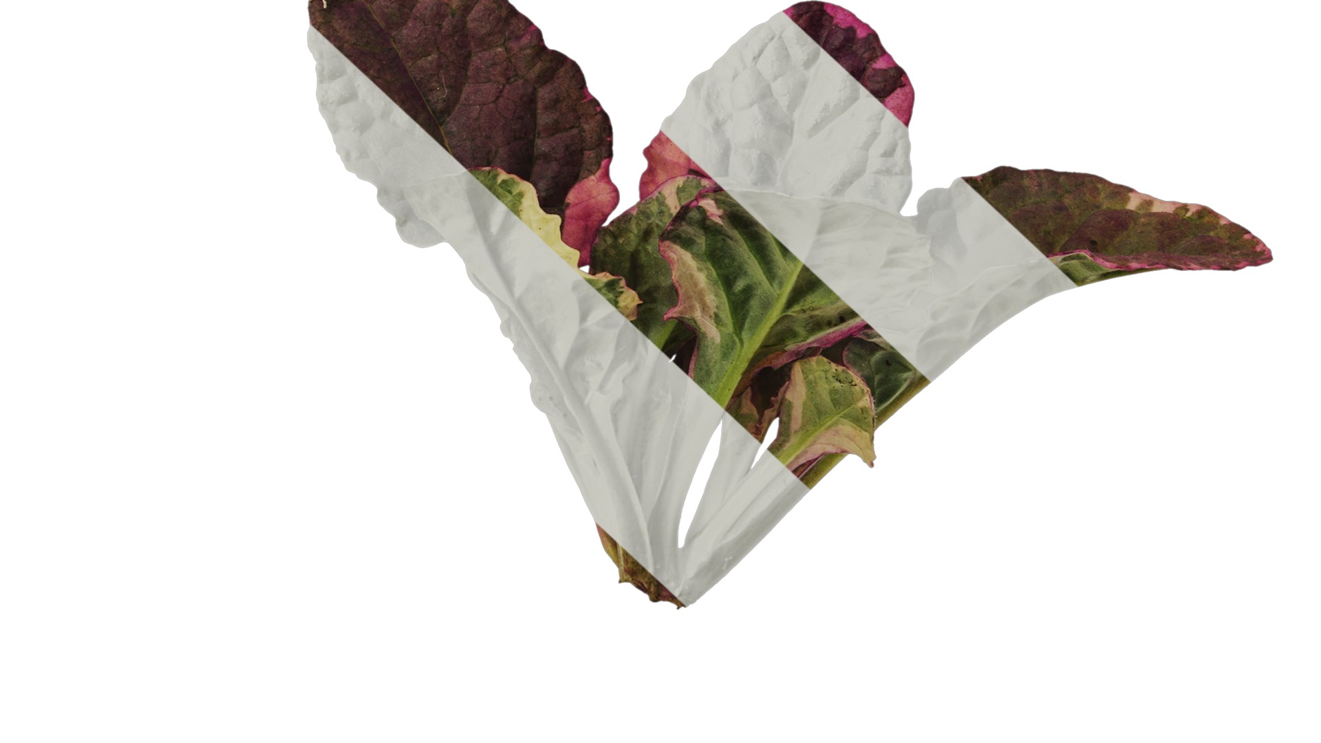 Anydrafts Ajuga reptans burgundy glow Atlas 01 Texture_6