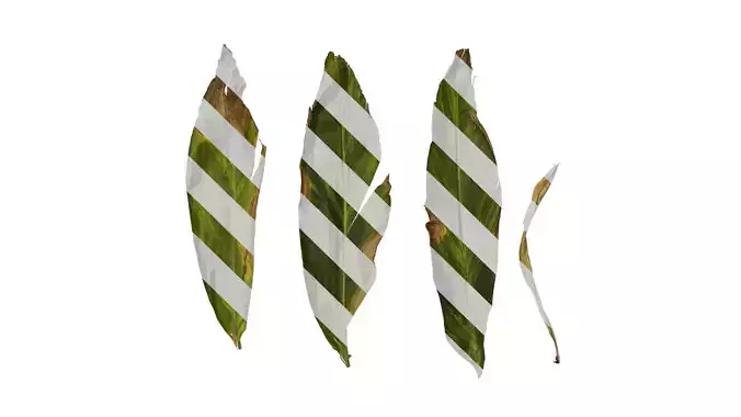 Anydrafts Alpinia zerumbet Leaf 03