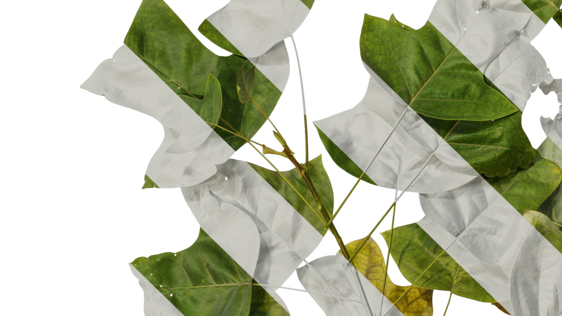 Anydrafts Liriodendron chinense Atlas 02 Texture_3