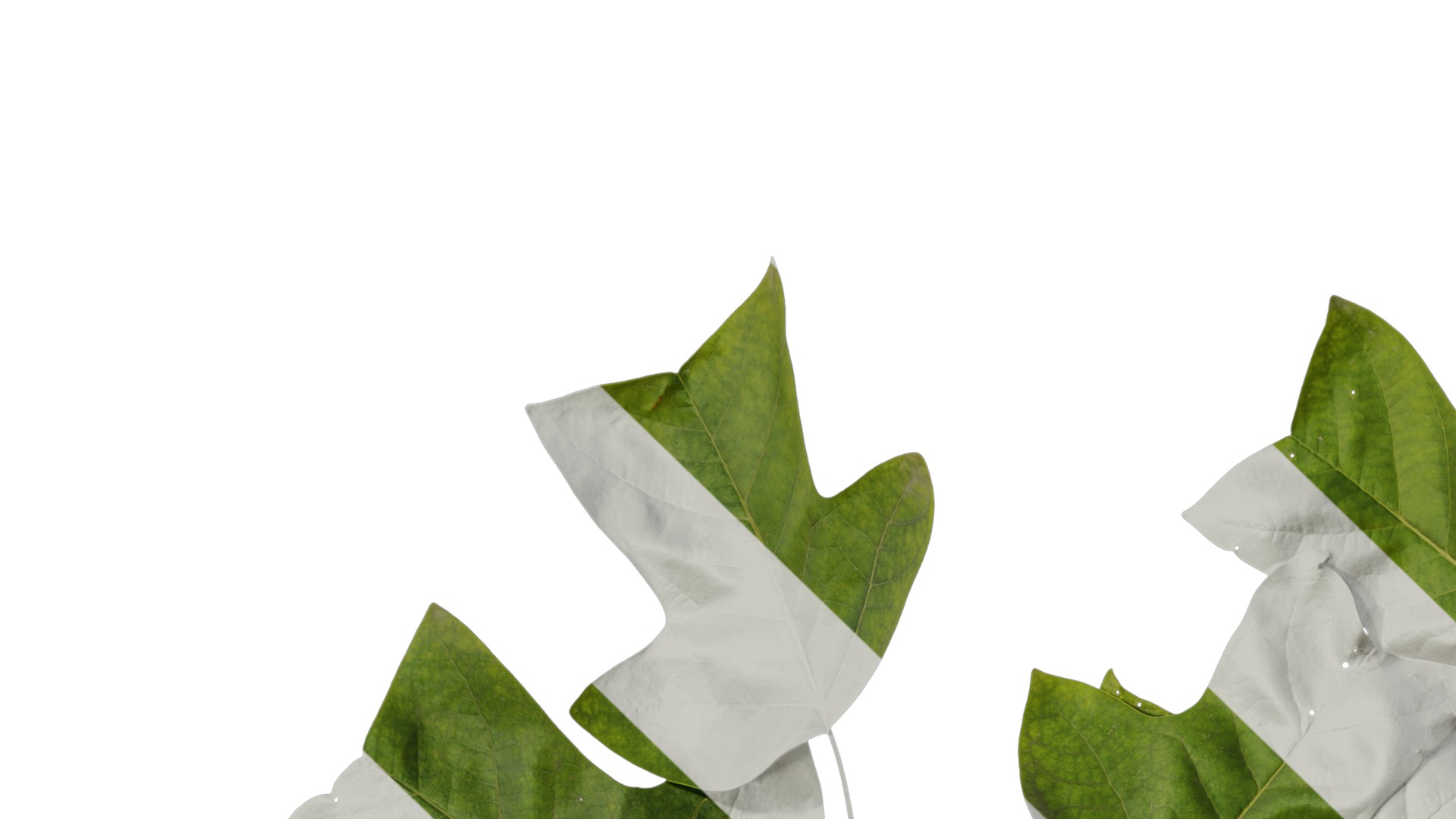 Anydrafts Liriodendron chinense Atlas 02 Texture_1