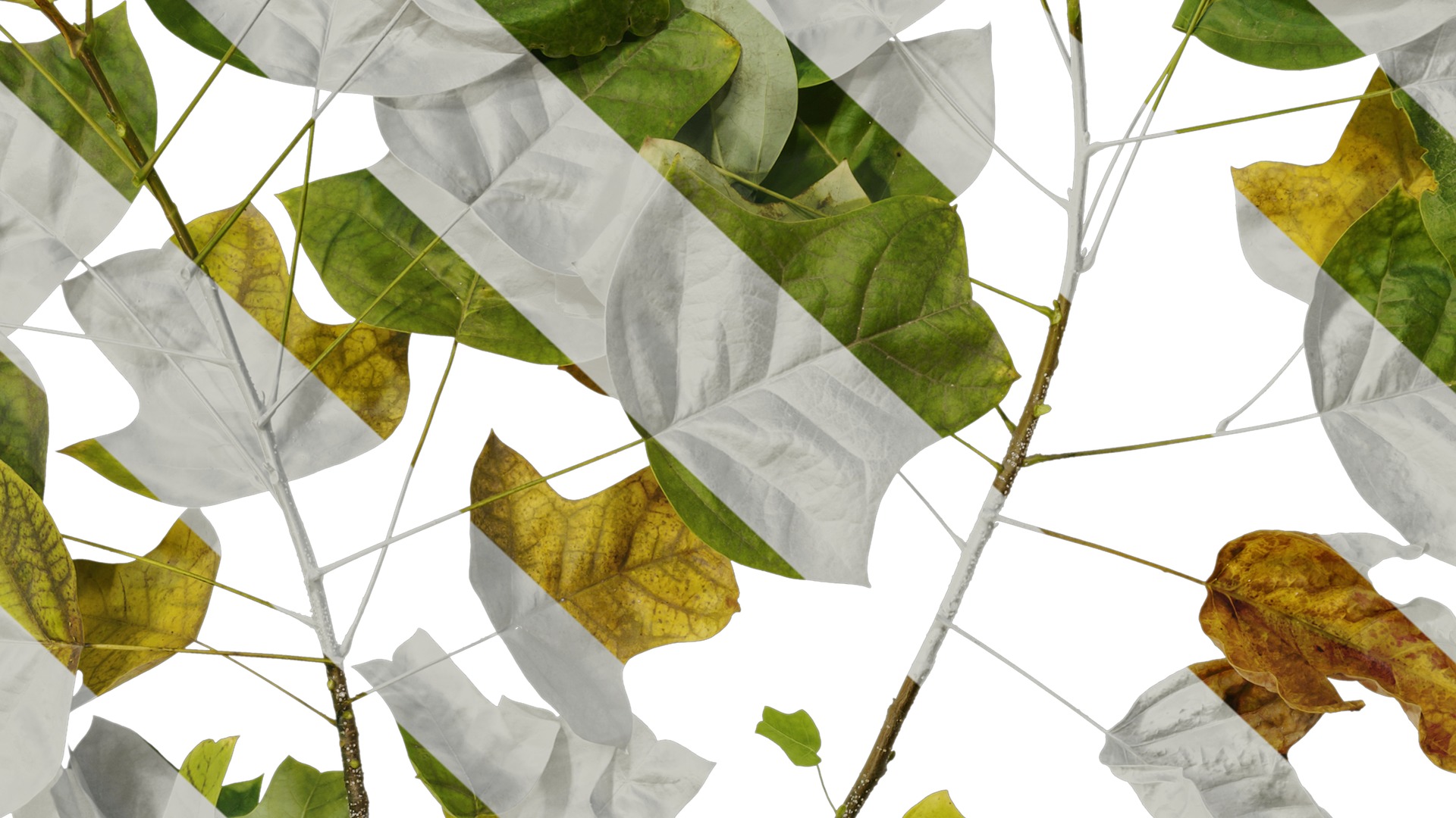 Anydrafts Liriodendron chinense Atlas 02 Texture_7