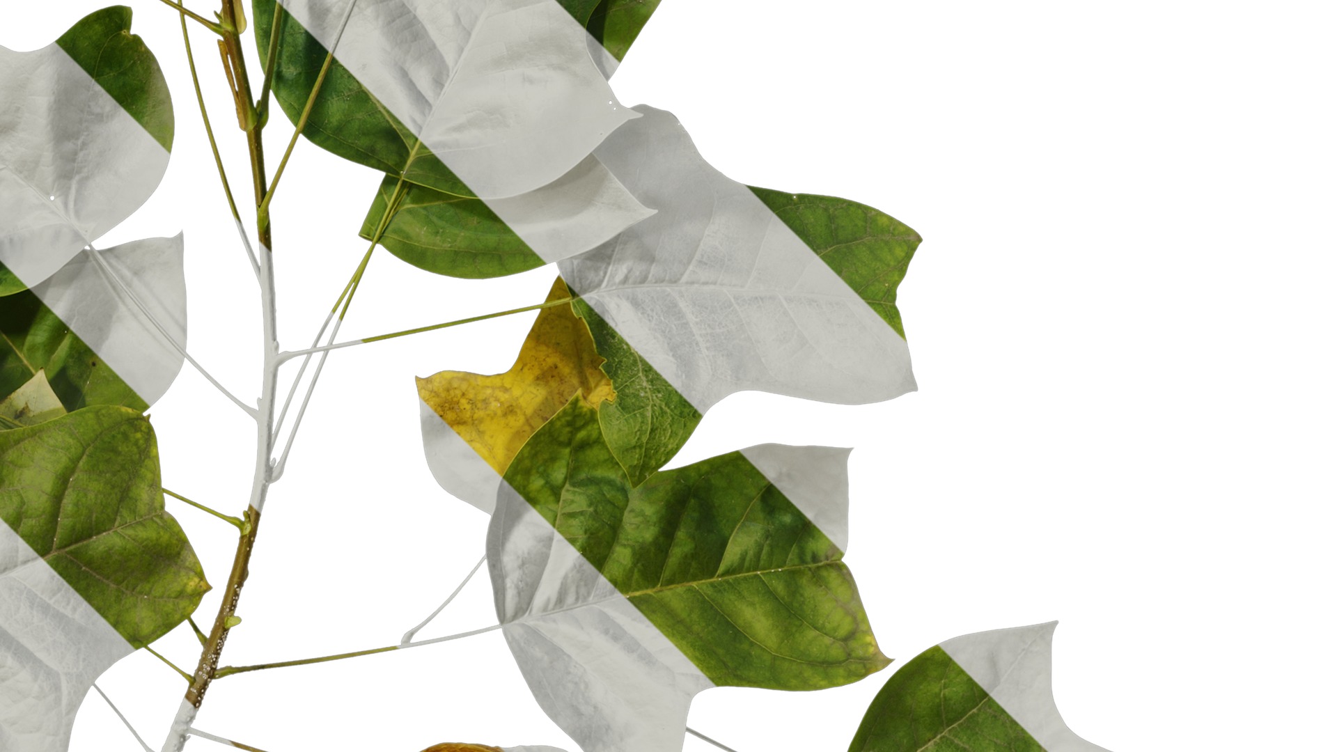 Anydrafts Liriodendron chinense Atlas 02 Texture_4