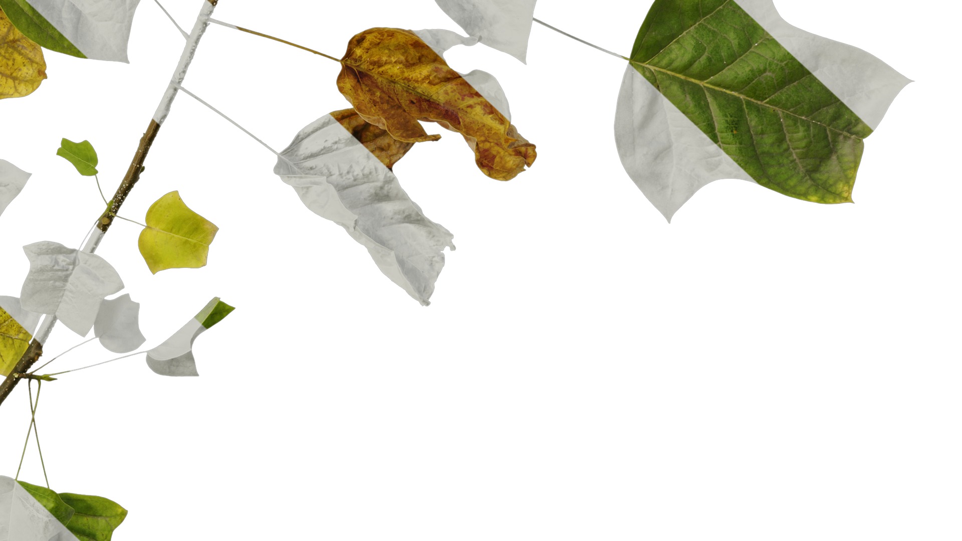 Anydrafts Liriodendron chinense Atlas 02 Texture_6