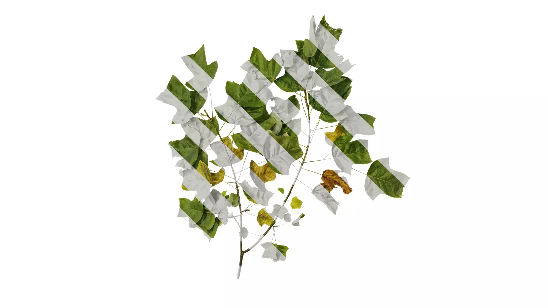 Anydrafts Liriodendron chinense Atlas 02 Texture_0