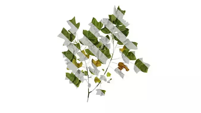 Anydrafts Liriodendron chinense Atlas 02