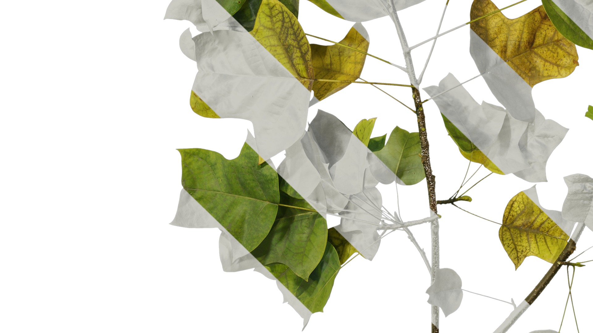 Anydrafts Liriodendron chinense Atlas 02 Texture_5