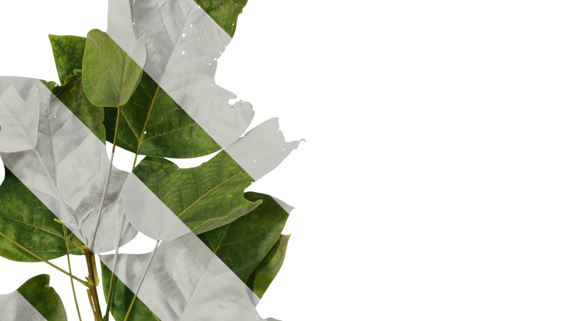 Anydrafts Liriodendron chinense Atlas 02 Texture_2