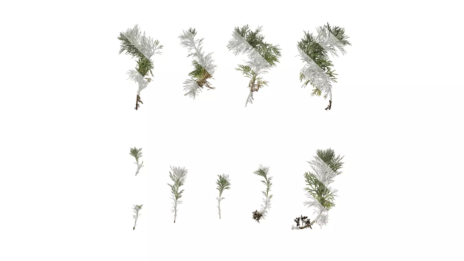 Anydrafts Artemisia austriaca Atlas 02 Texture