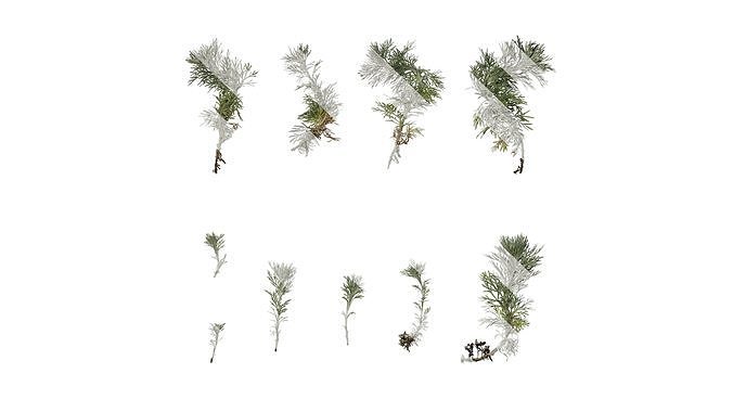 Anydrafts Artemisia austriaca Atlas 02 Texture