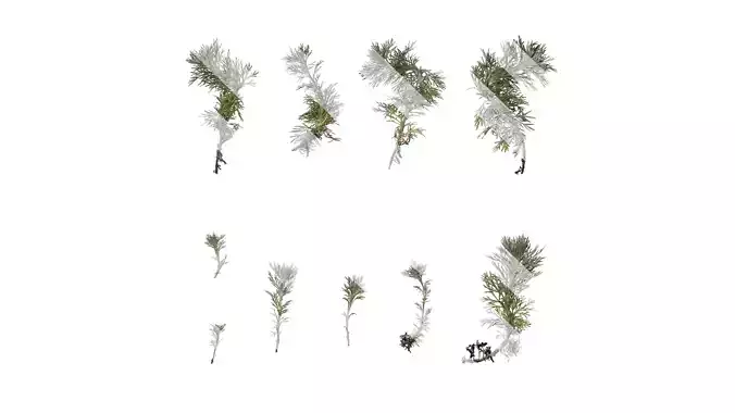 Anydrafts Artemisia austriaca Atlas 02 Texture