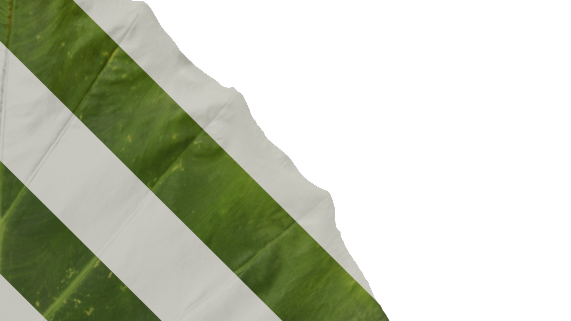 Anydrafts Colocasia gigantea Leaf 07 F Texture_2