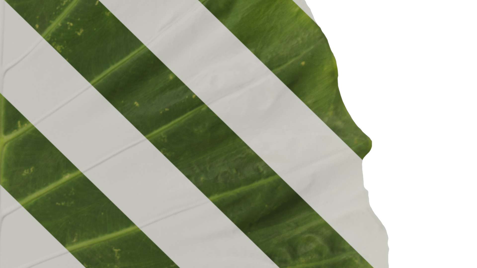 Anydrafts Colocasia gigantea Leaf 07 F Texture_4