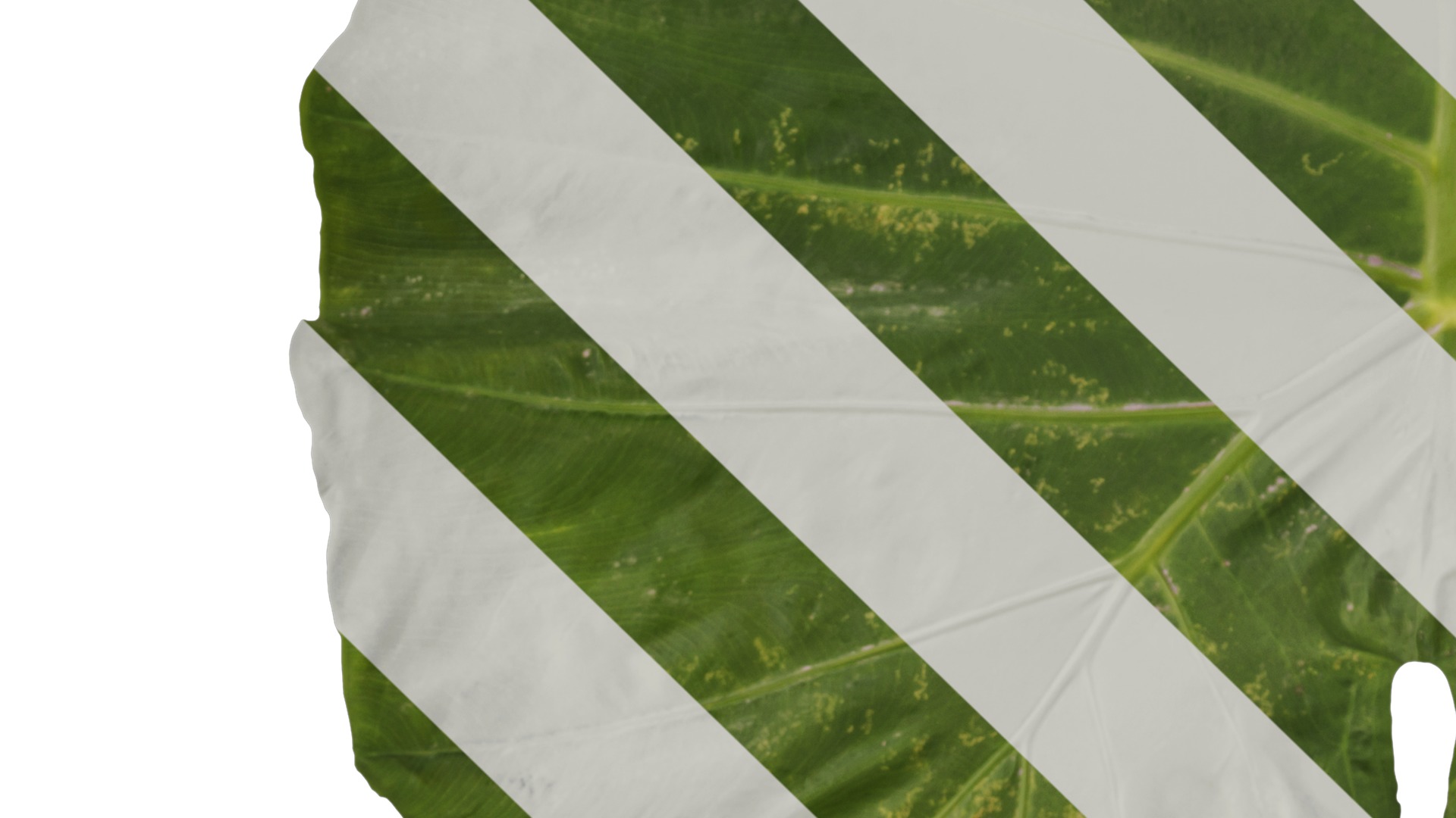 Anydrafts Colocasia gigantea Leaf 07 F Texture_5